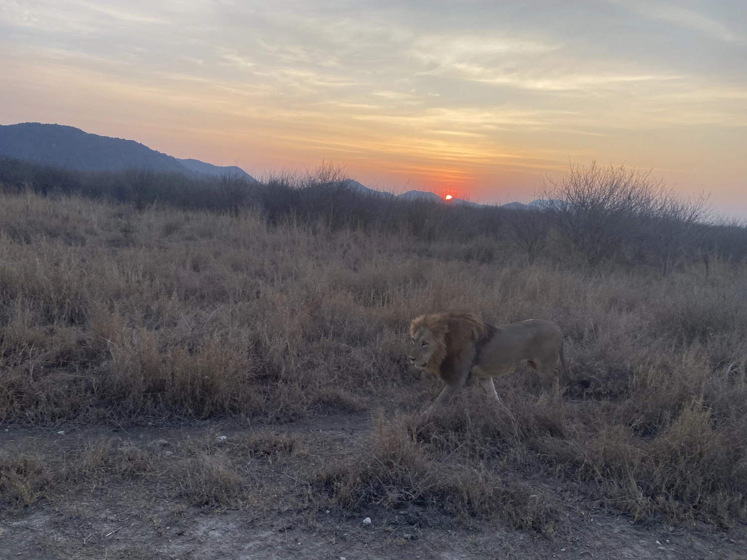 Wald von Spirit of Madikwe - Afrika Erleben