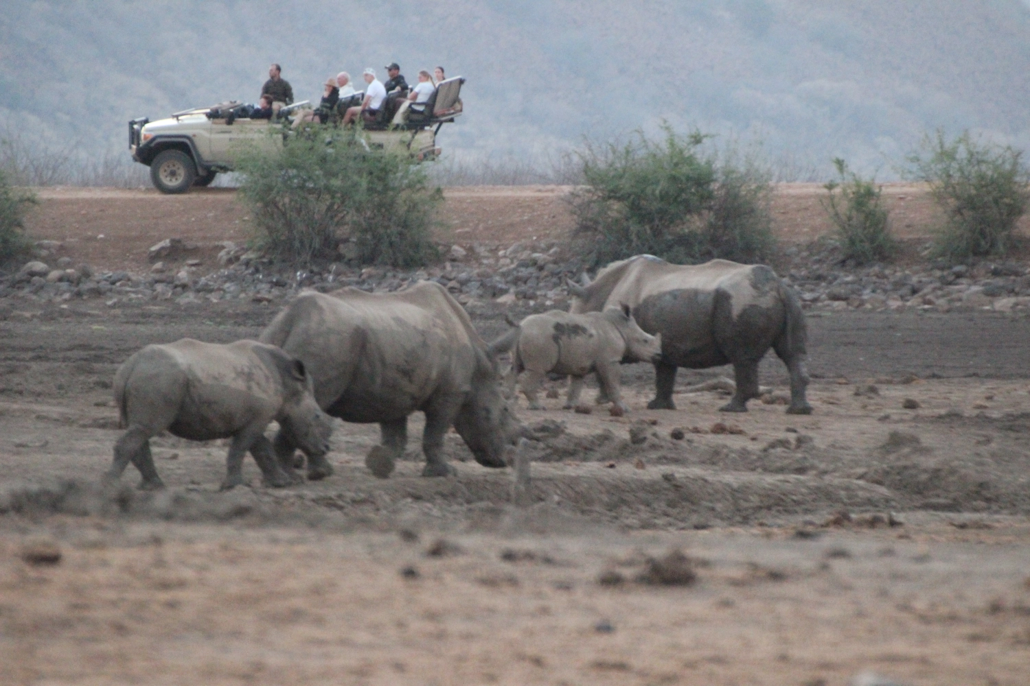 Stier von Spirit of Madikwe - Afrika Erleben