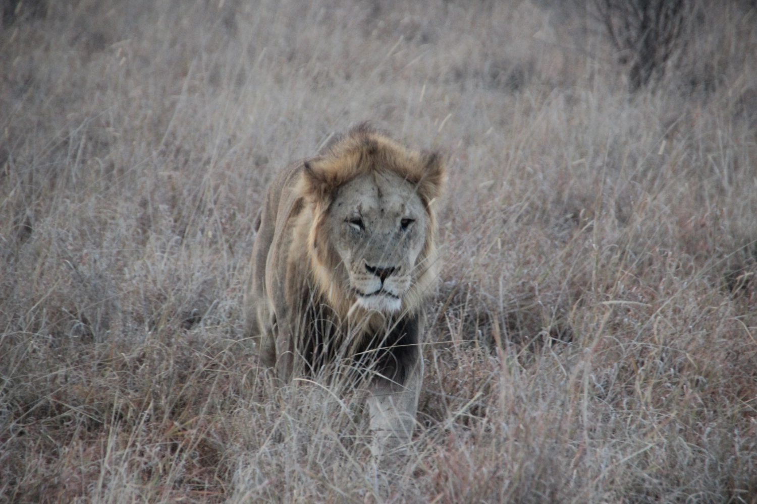 Lende  von Spirit of Madikwe - Afrika Erleben