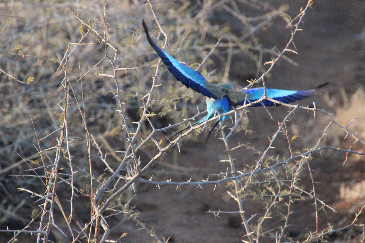 Vogel von Spirit of Madikwe - Afrika Erleben