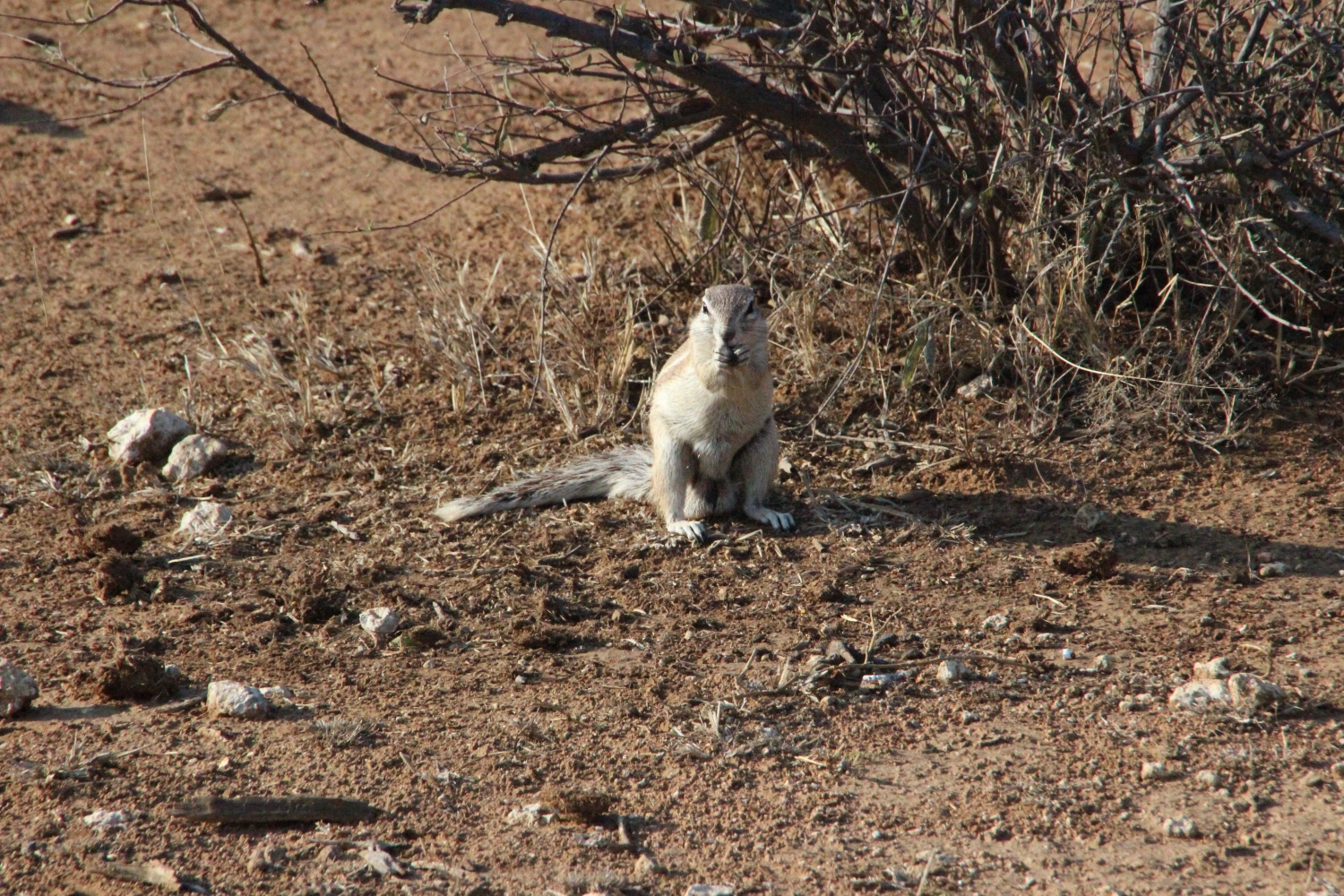 Eichhörnchen von Spirit of Madikwe - Afrika Erleben
