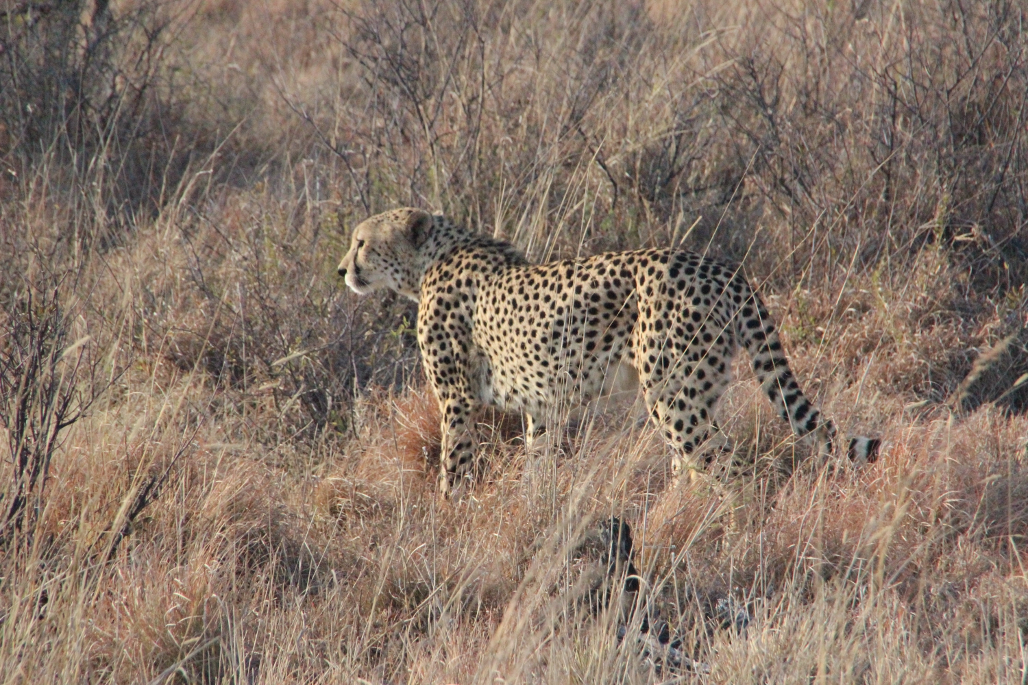 Lende  von Spirit of Madikwe - Afrika Erleben