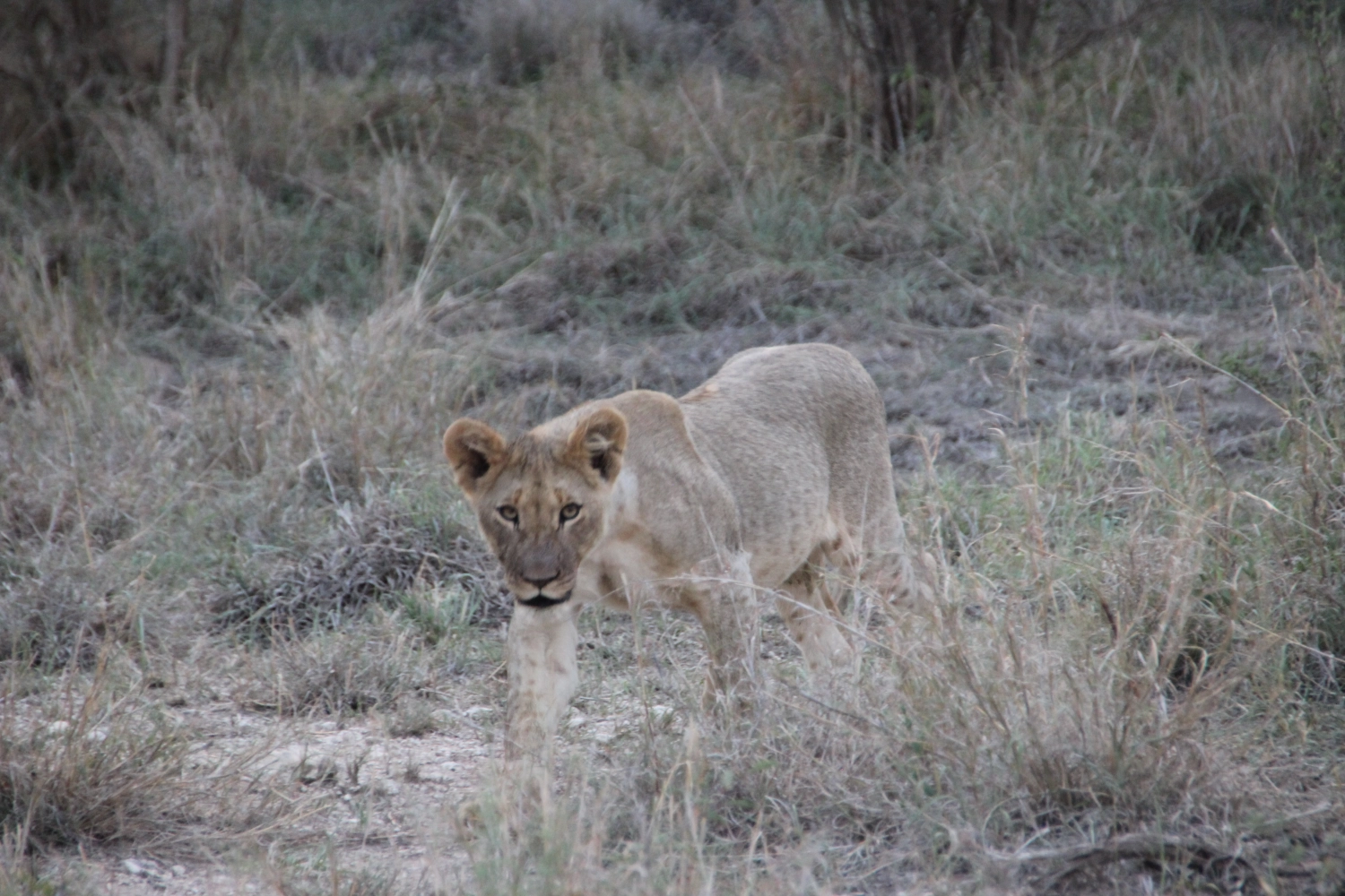 Lende  von Spirit of Madikwe - Afrika Erleben
