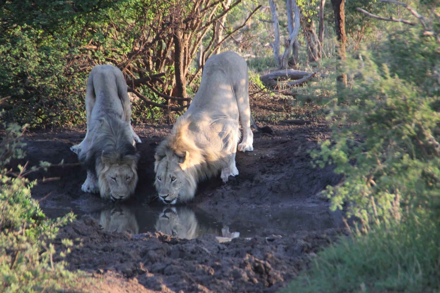 Lende  von Spirit of Madikwe - Afrika Erleben