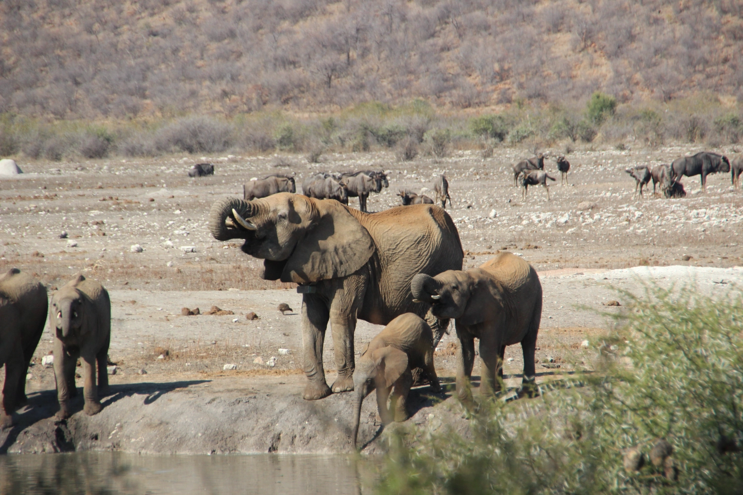 Elefanten von Spirit of Madikwe - Afrika Erleben