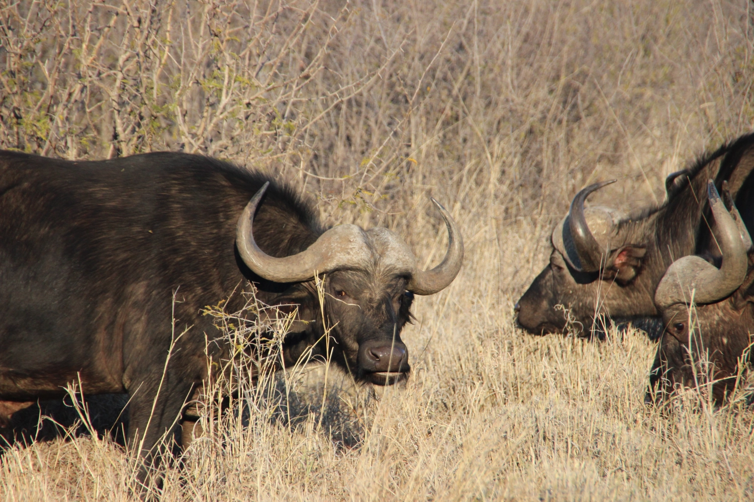 Kuh von Spirit of Madikwe - Afrika Erleben