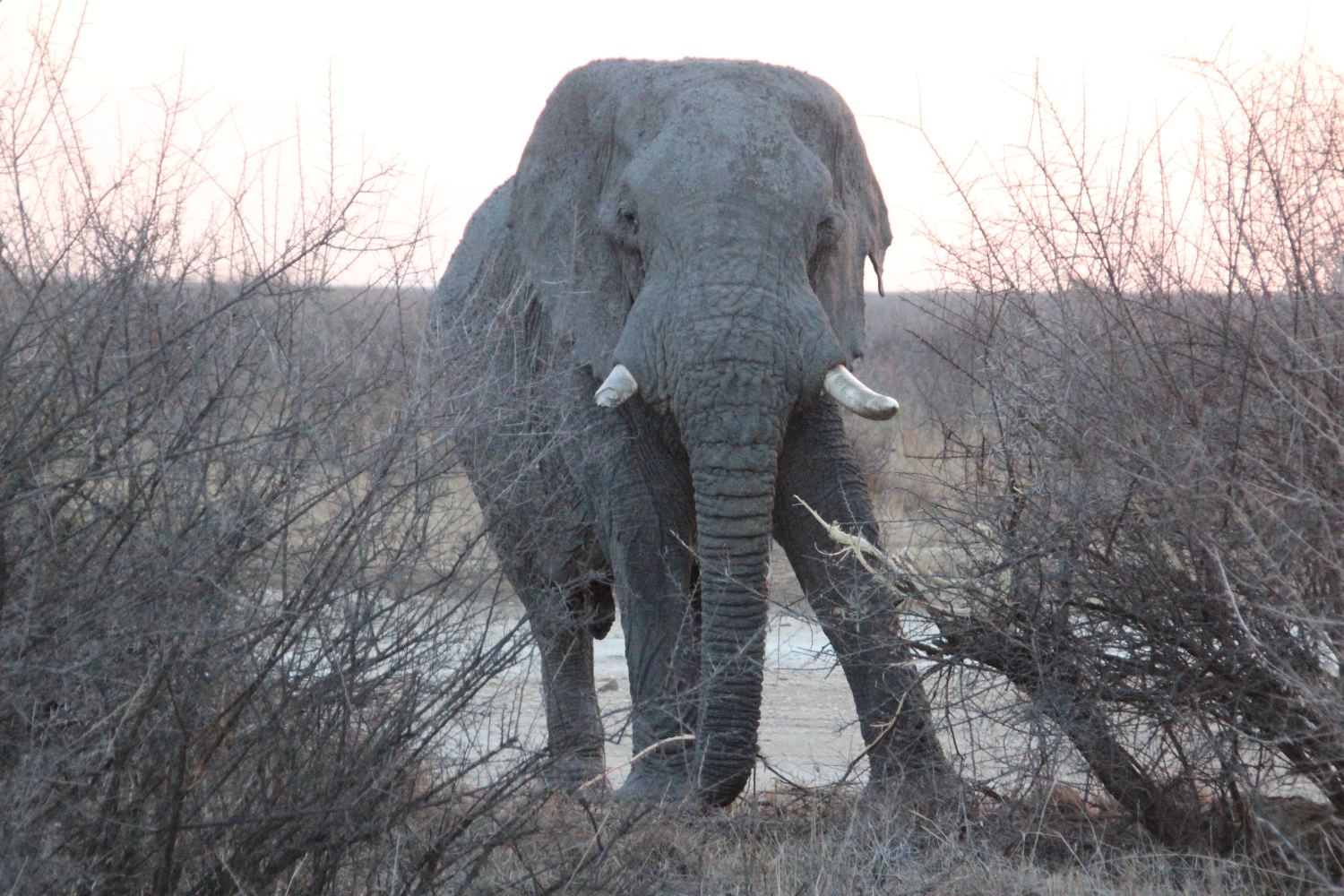 Elefanten von Spirit of Madikwe - Afrika Erleben