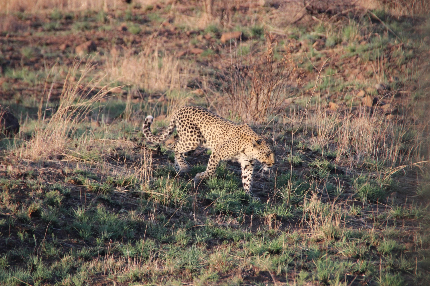 Lende  von Spirit of Madikwe - Afrika Erleben