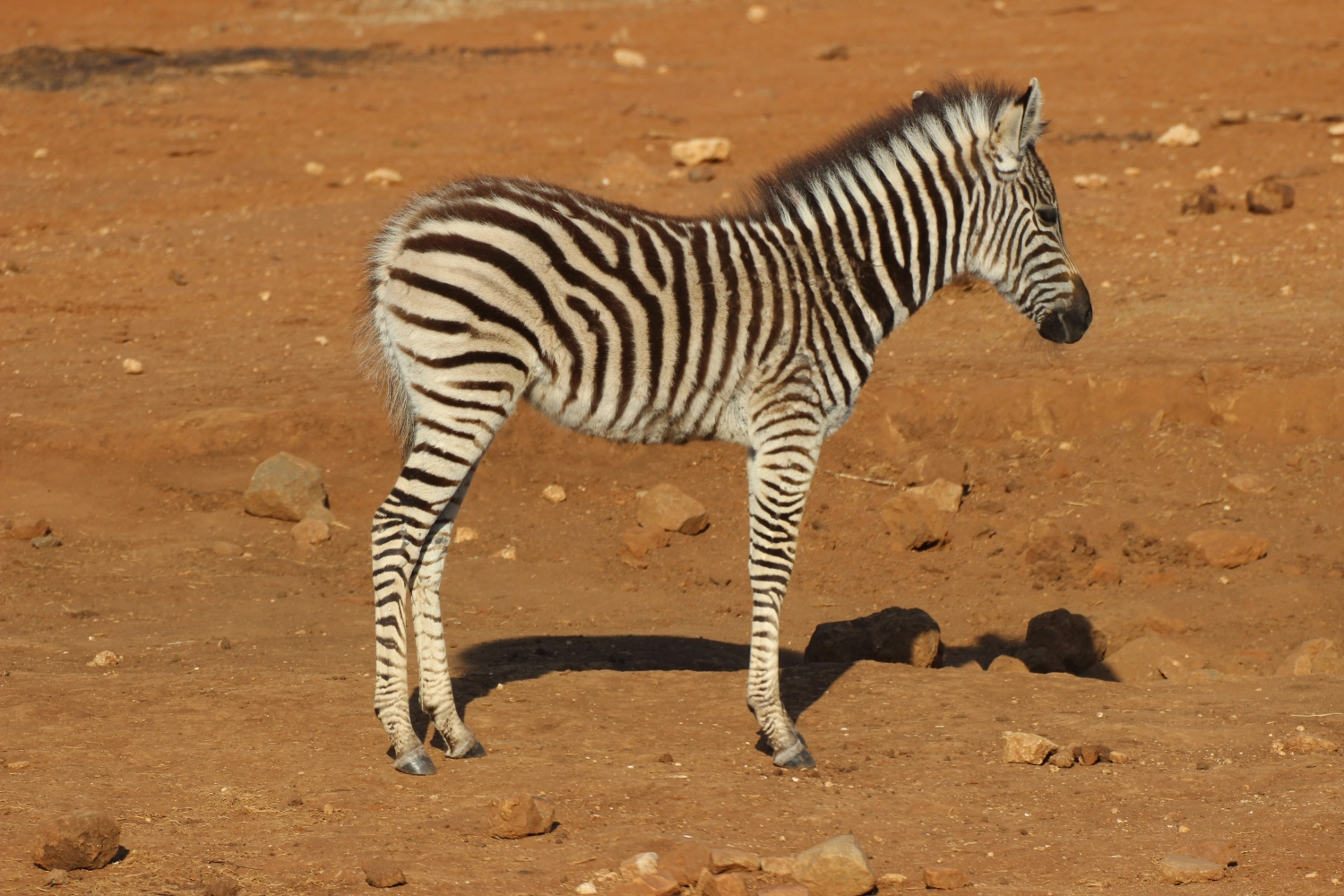 Zebra von Spirit of Madikwe - Afrika Erleben