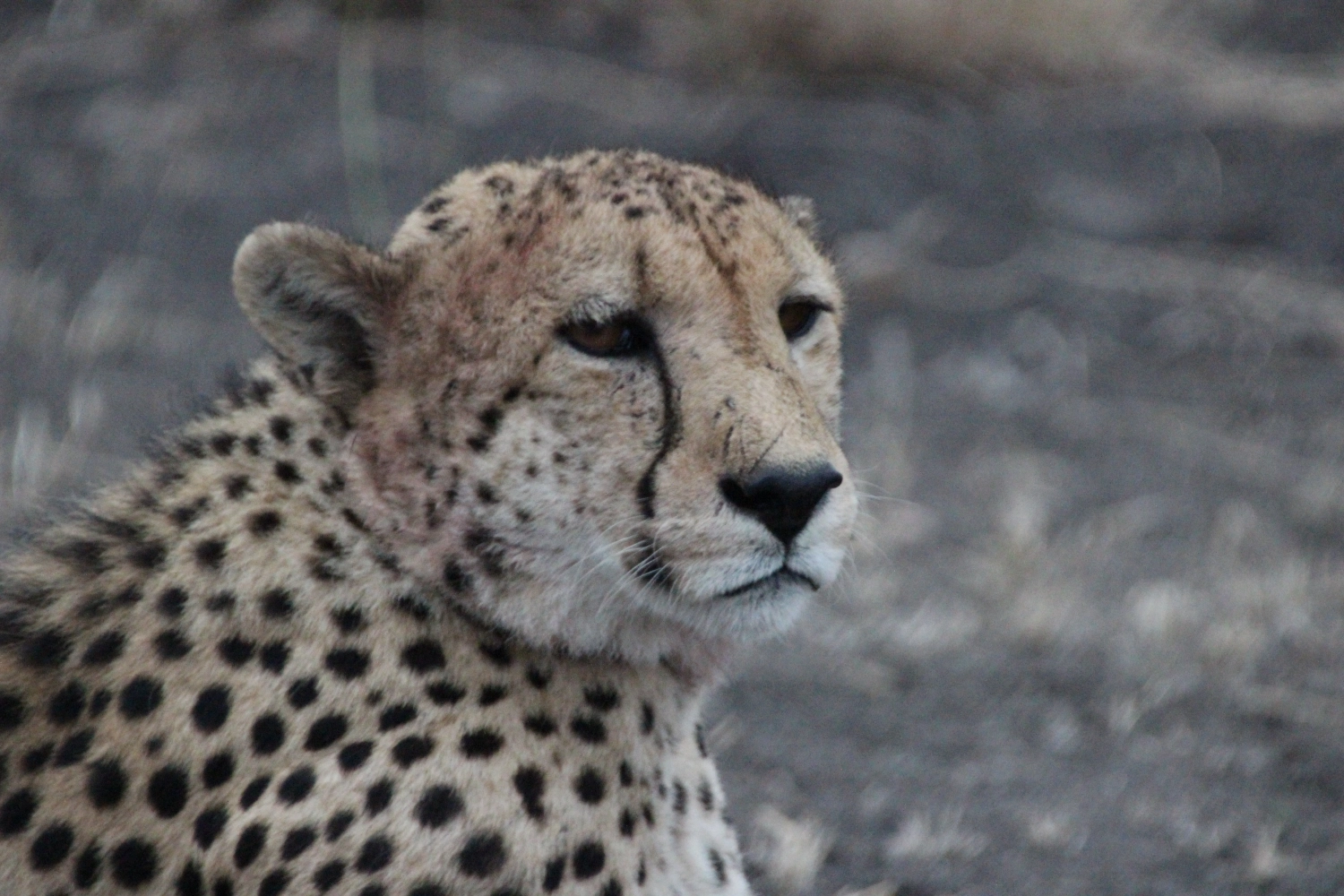 Lende  von Spirit of Madikwe - Afrika Erleben